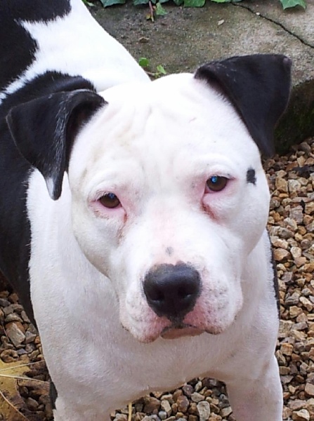 Duty free De karysha