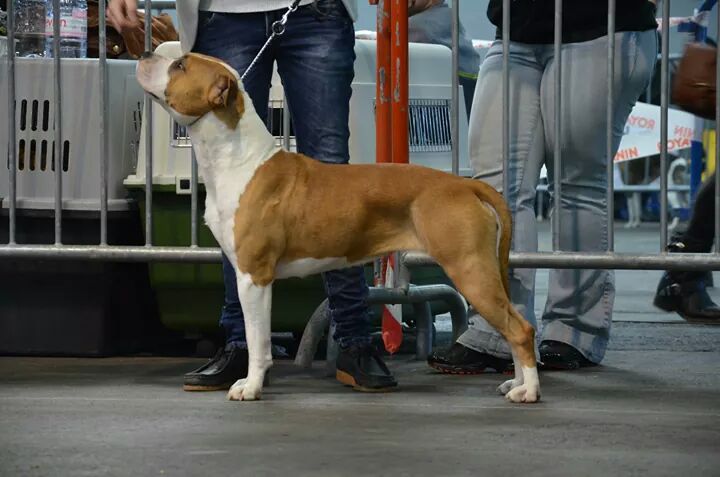 Inoka of The Soul Kennel Staff