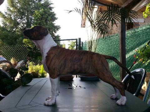 Licka of The Soul Kennel Staff