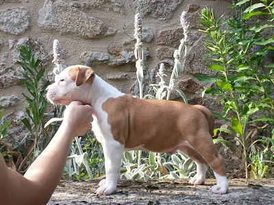 The Soul Kennel Staff - American Staffordshire Terrier - Portée née le 28/04/2015
